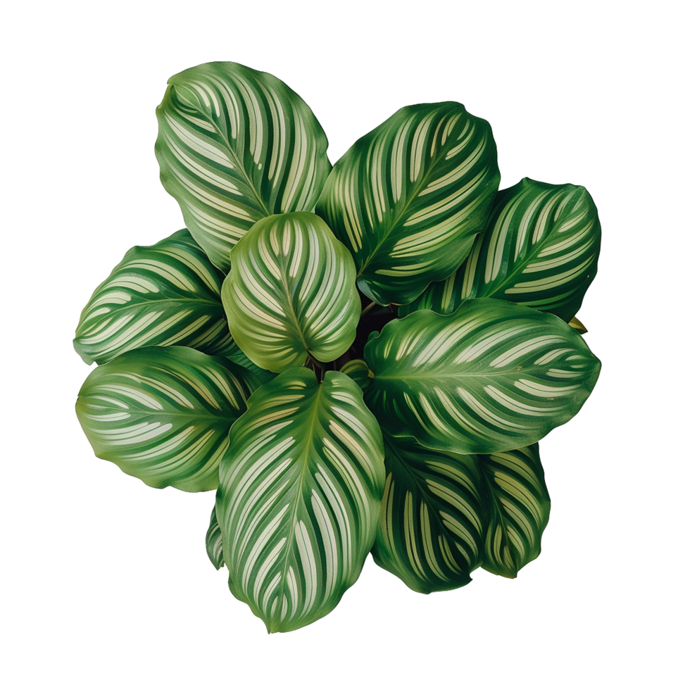 AI generated Calathea orbifolia png isolated on transparent background