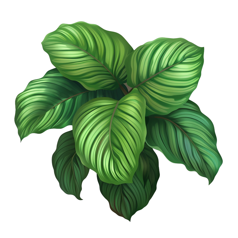 AI generated Calathea orbifolia png isolated on transparent background