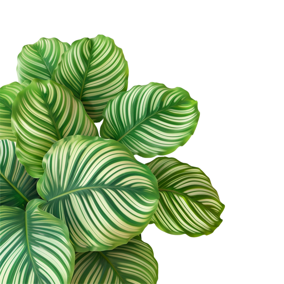 AI generated Calathea orbifolia png isolated on transparent background