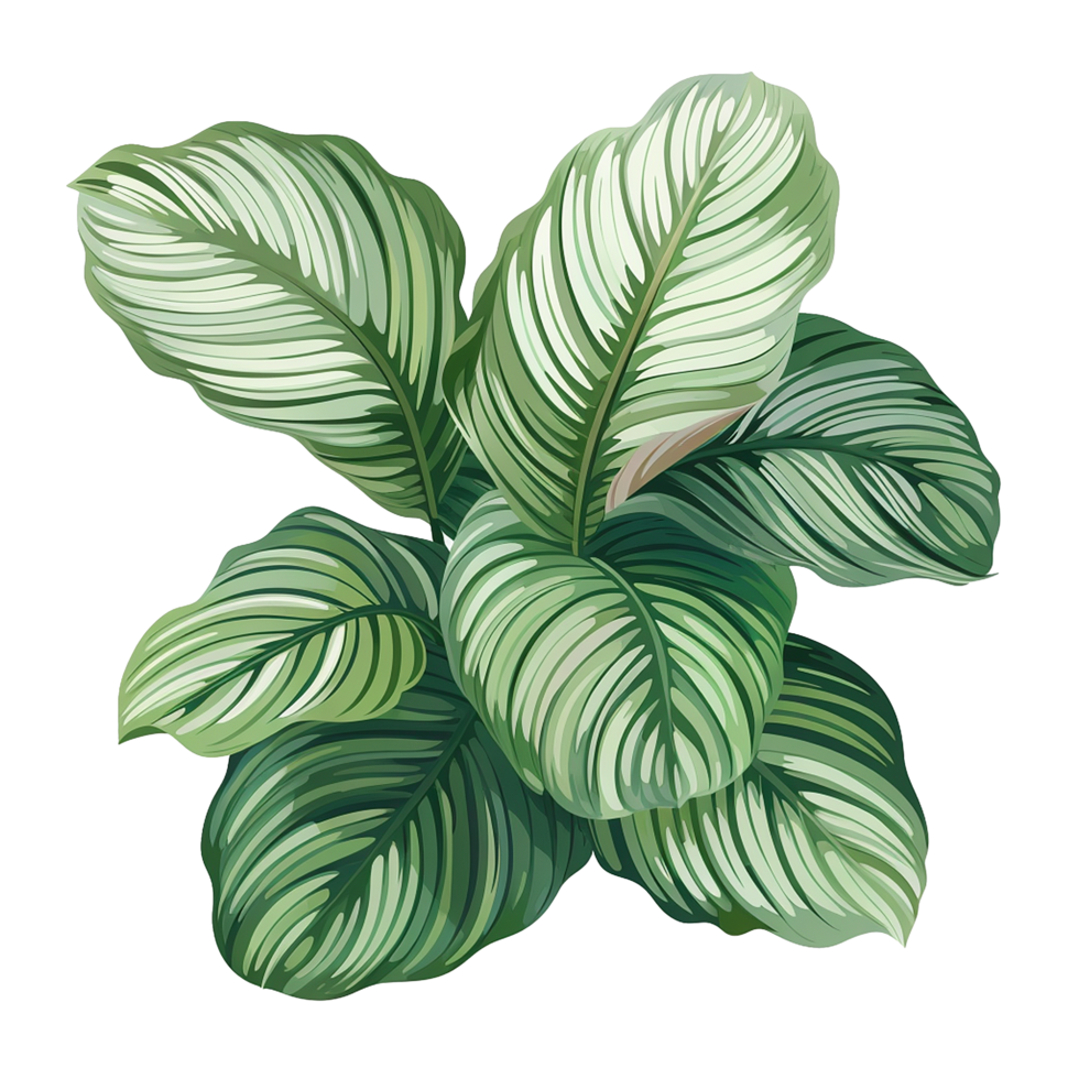 AI generated Calathea orbifolia png isolated on transparent background