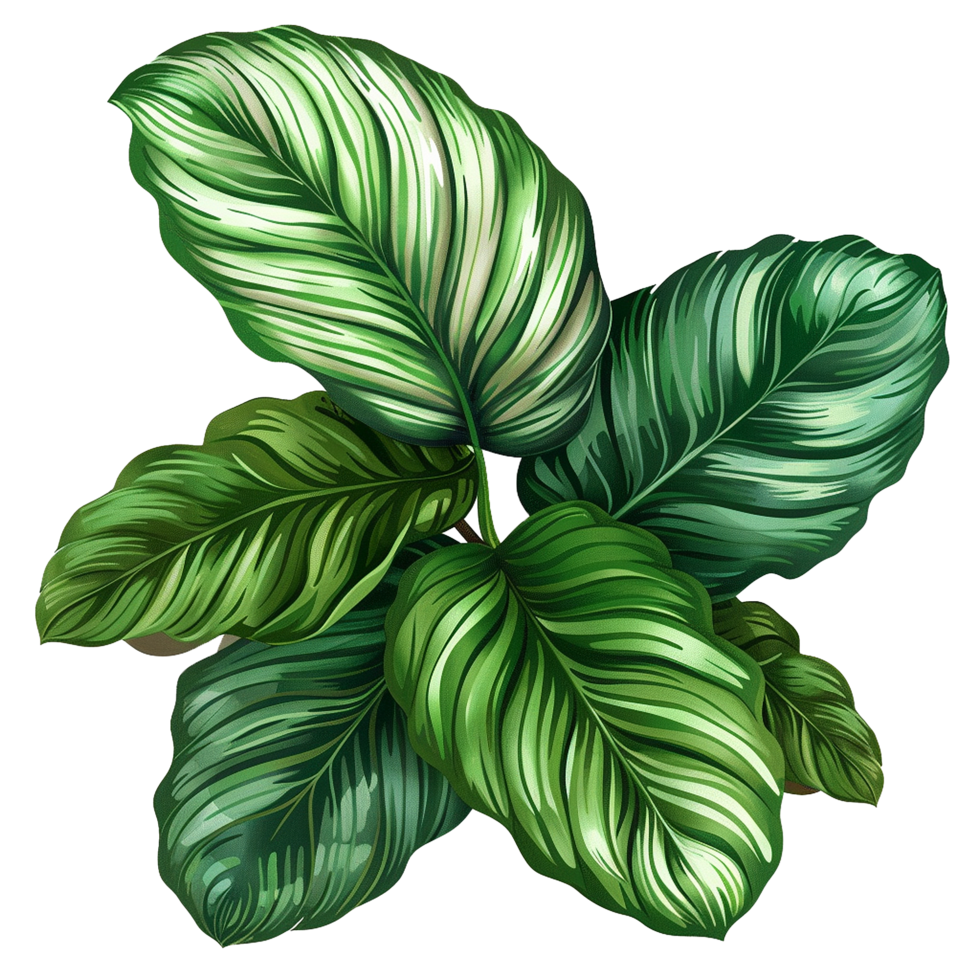 AI generated Calathea orbifolia png isolated on transparent background