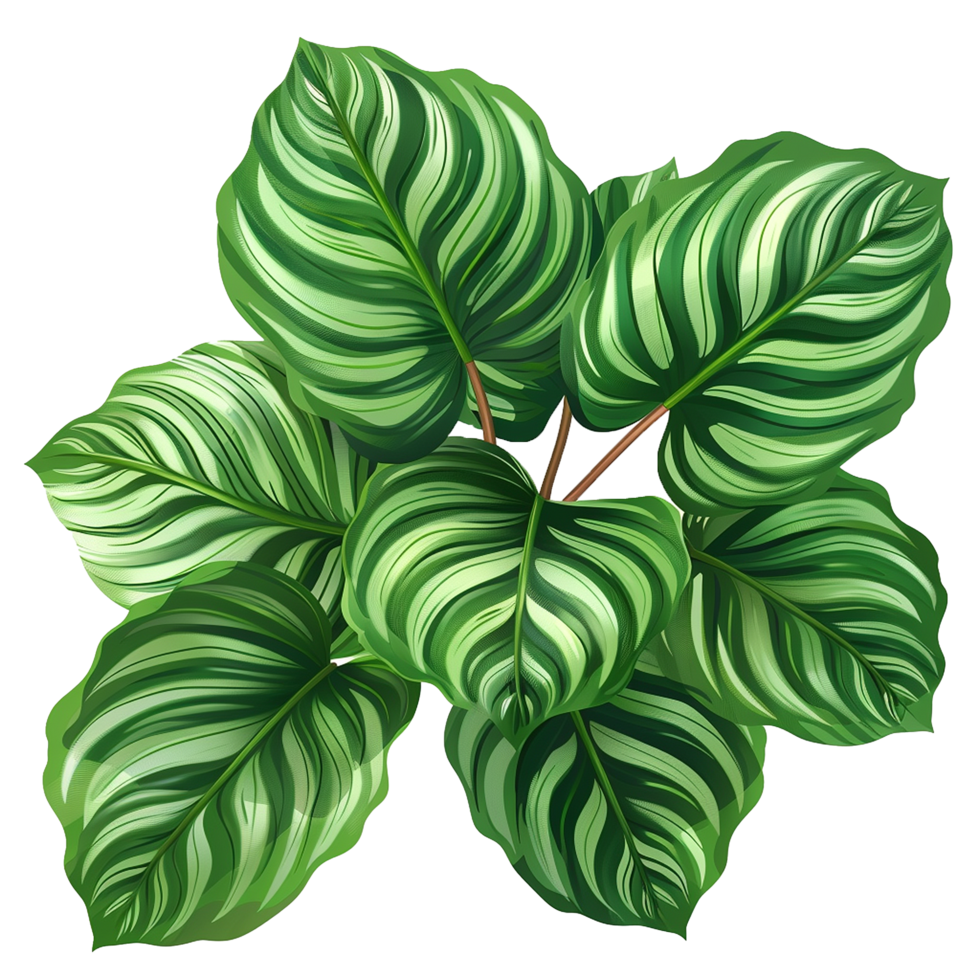 AI generated Calathea orbifolia png isolated on transparent background