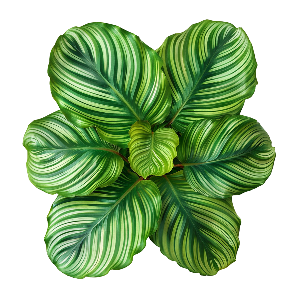 AI generated Calathea orbifolia png isolated on transparent background