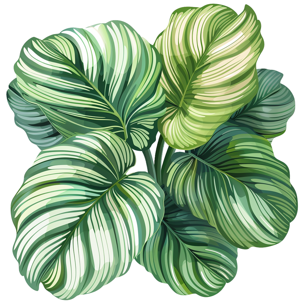 AI generated Calathea orbifolia png isolated on transparent background