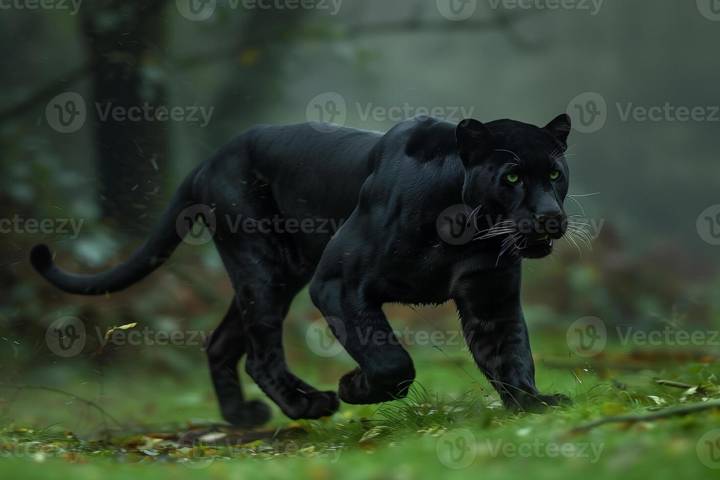 AI generated Black panther in tropical rainforest.Generative Ai photo