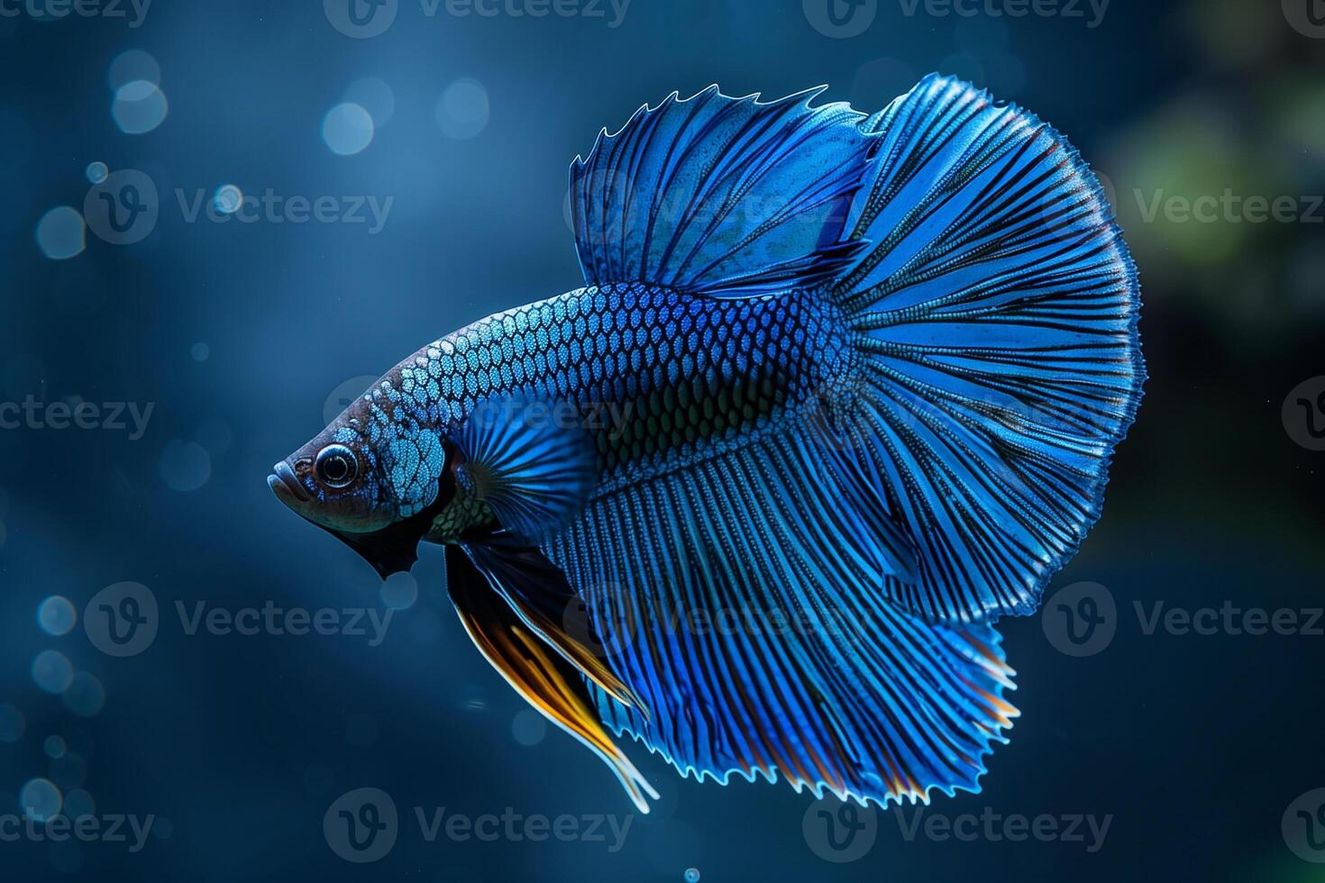 ai generado vistoso siamés luchando pez, Betta splendens.generativo ai foto