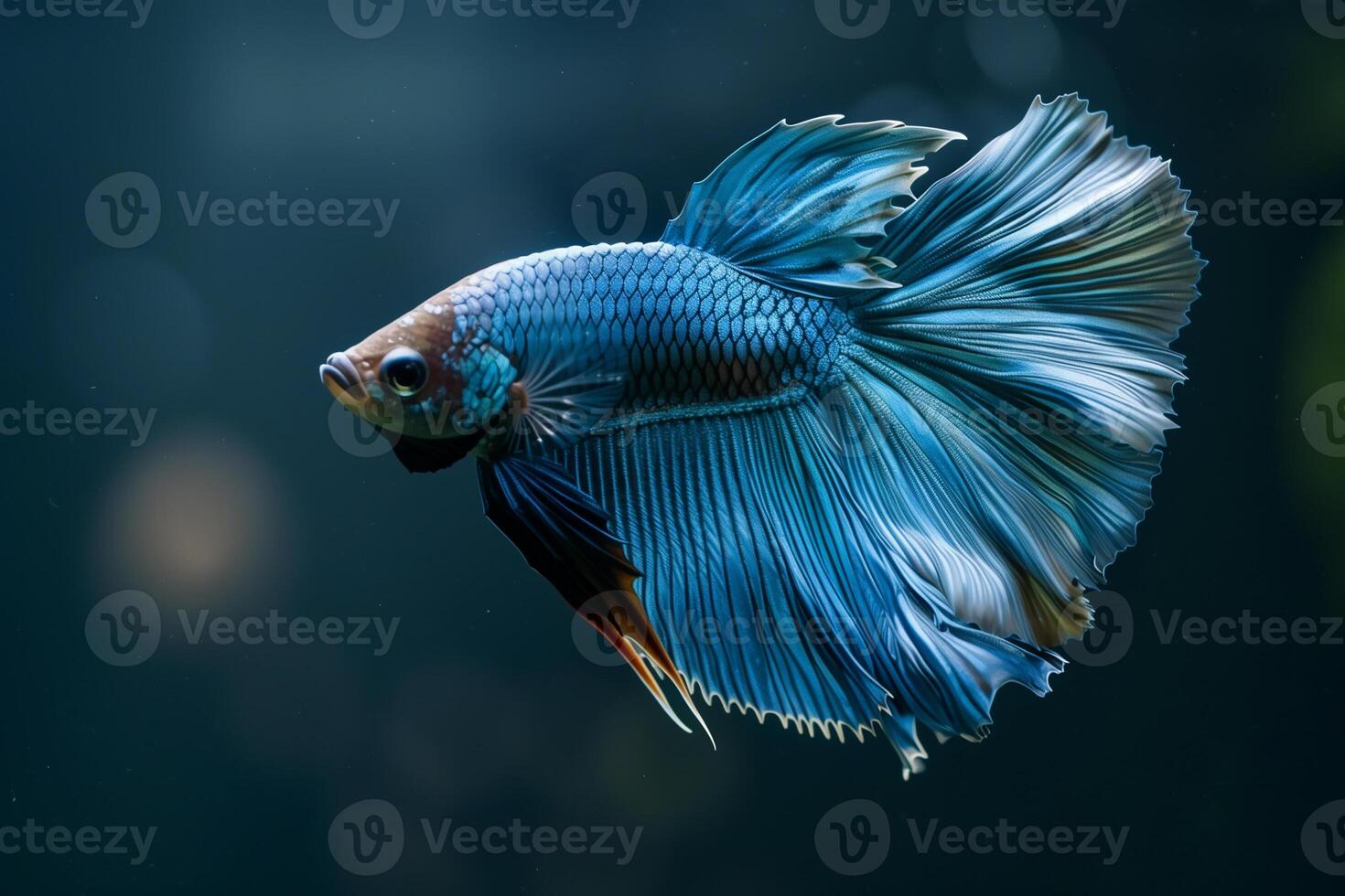 AI generated Colorful Siamese Fighting Fish, Betta Splendens.Generative Ai photo