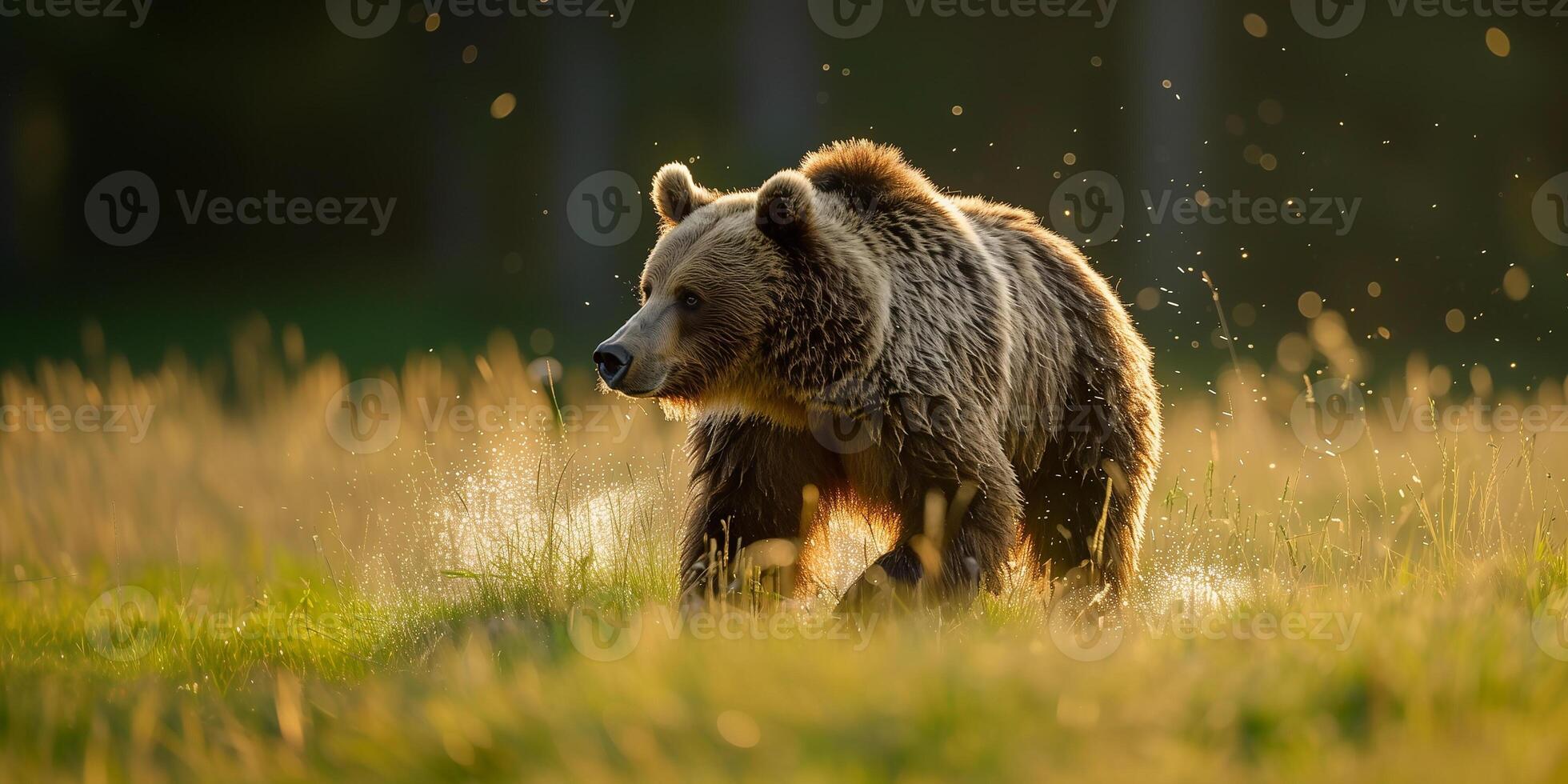 Flying Bear Stock Photos, Images and Backgrounds for Free Download