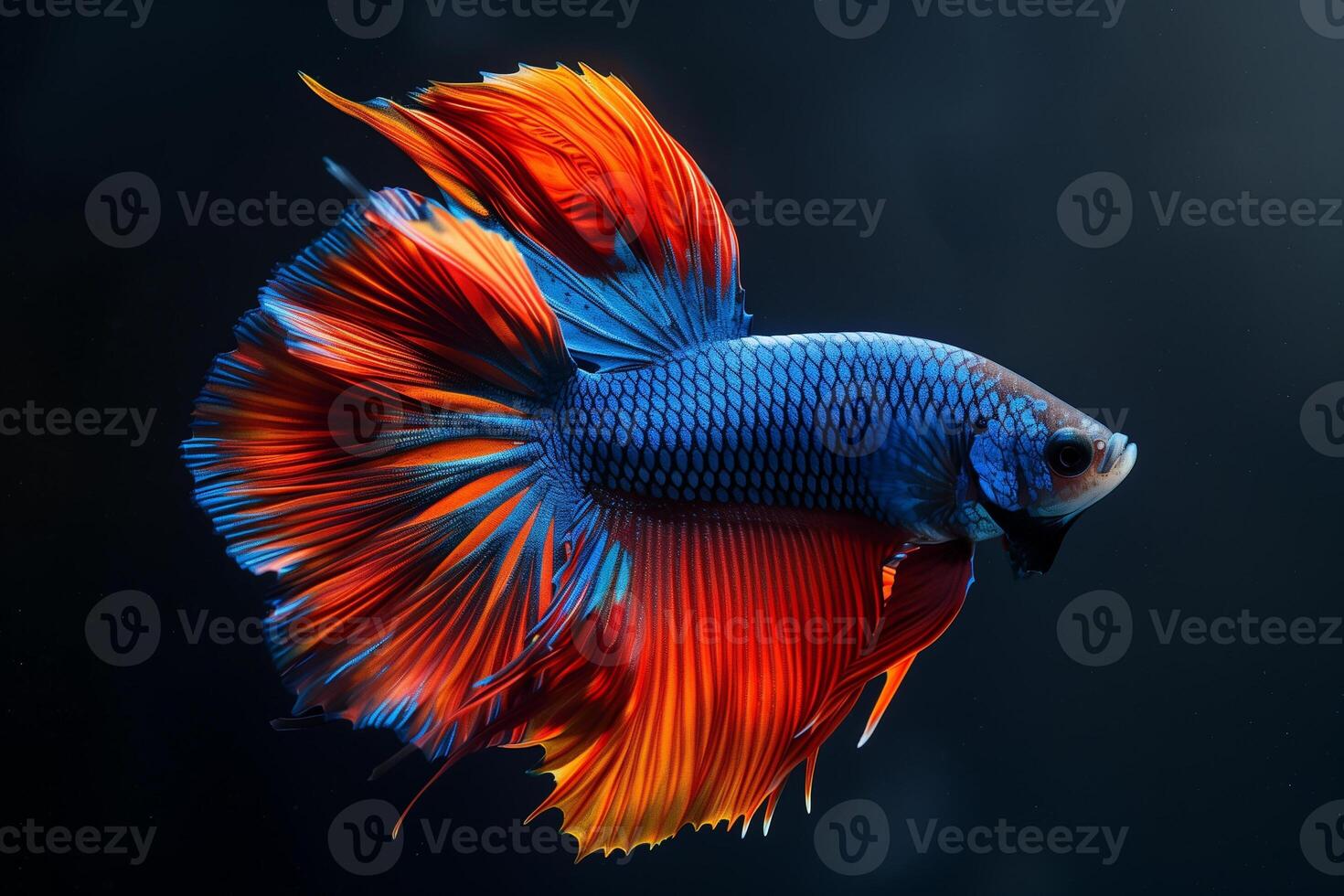 AI generated Colorful Siamese Fighting Fish, Betta Splendens.Generative Ai photo