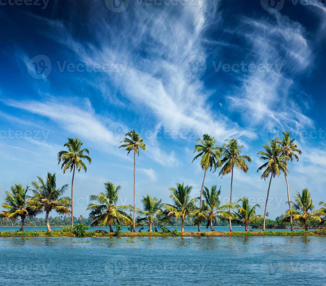 Kerala backwaters with palms photo