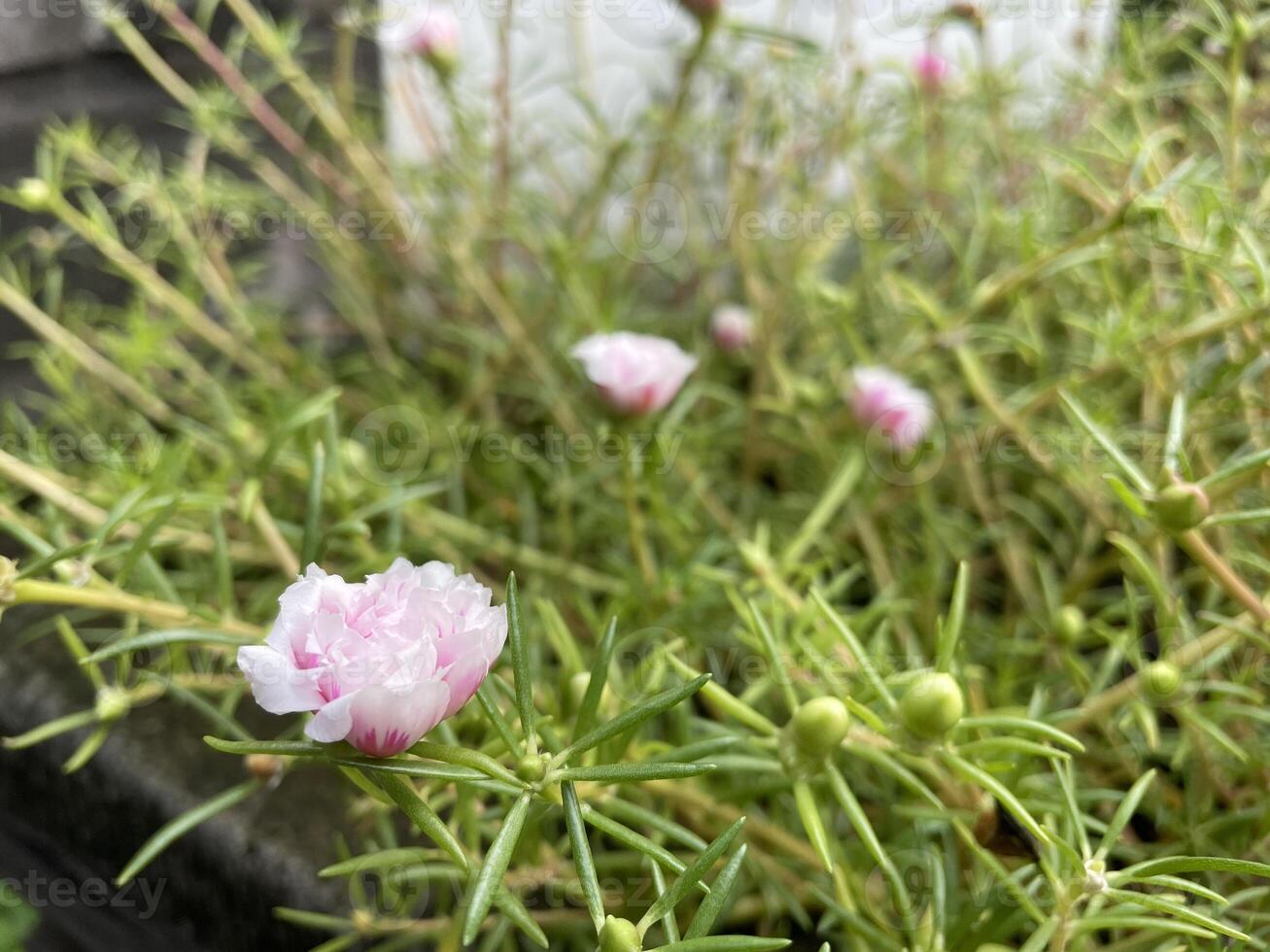 Portulaca grandiflora Moss Rose, Sun plant, Sun Rose,Portulaca. A colorful blossom, petals stacked overlapping in layers which variable and multi-colored, supported by tiny, thick and fleshy leaves photo