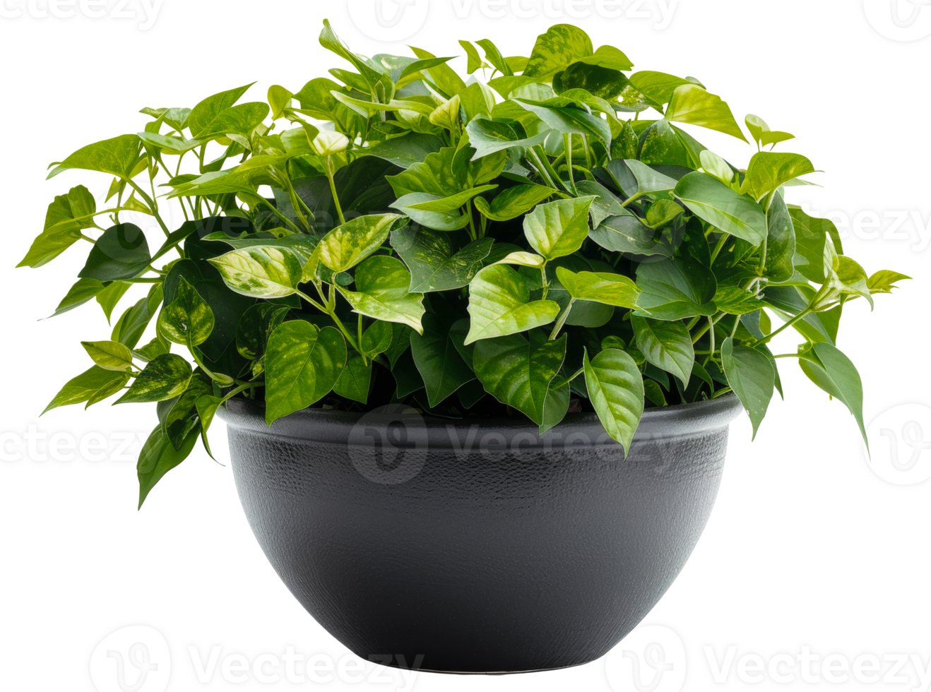 AI generated Lush variegated pothos plant in a textured black pot on transparent background - stock png. png