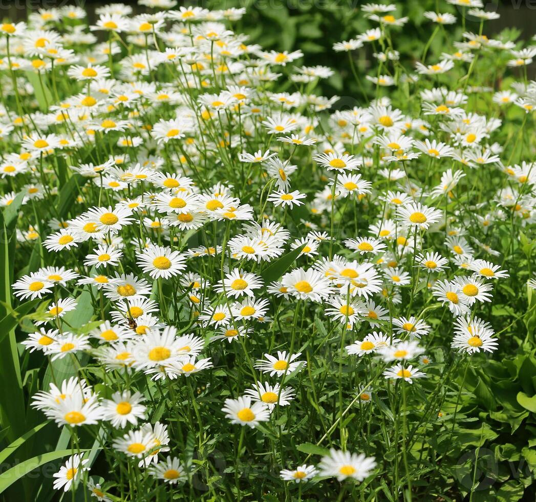 Beautiful daisies, closeup natural background photo