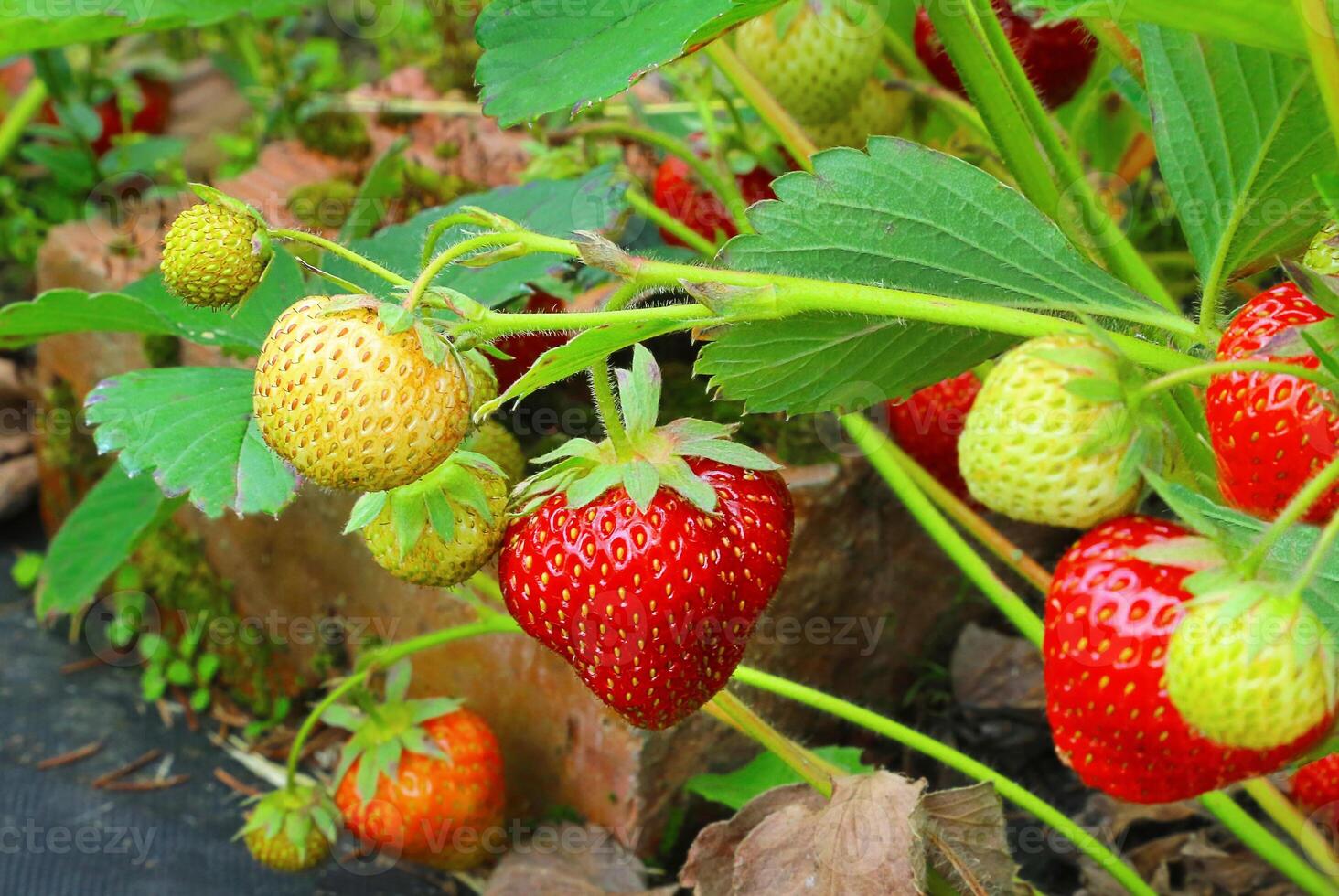 Branch of strawberries in garden photo