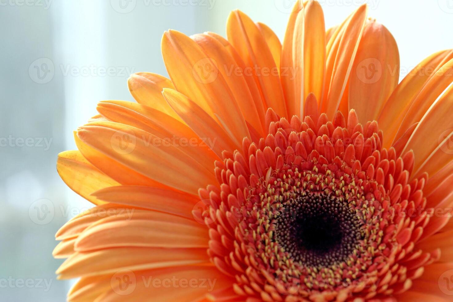 Close-up of gerber daisy flower photo