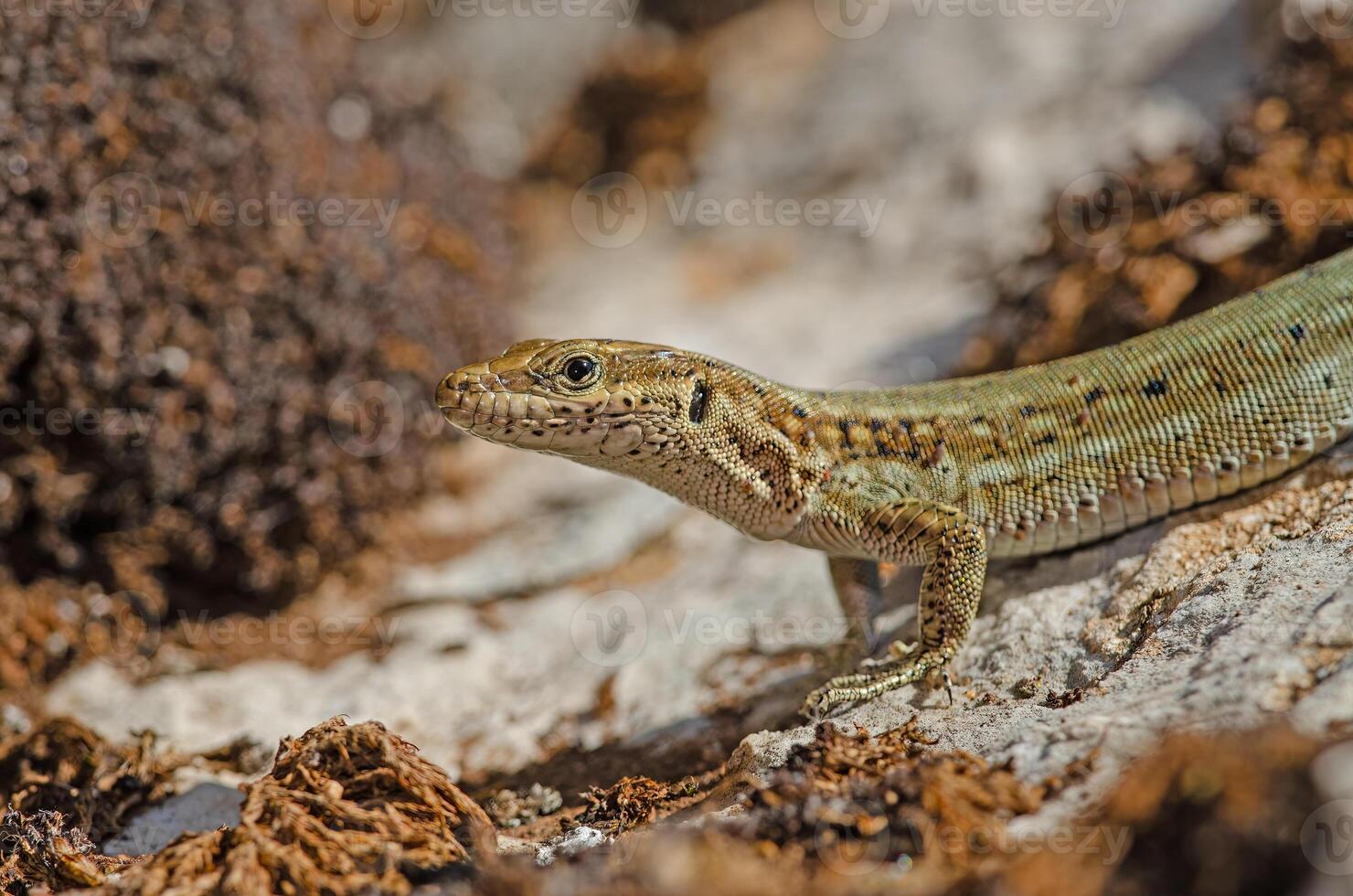 Anatololacerta on the rock in the wild. photo