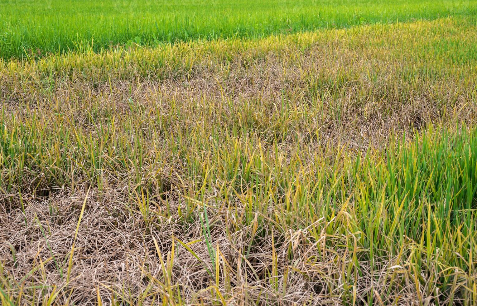 Rice leaf turn into yellow caused of overfertilization. Nitrogen can also make your grass turn yellow due to chemical burn and eventually kill it. photo