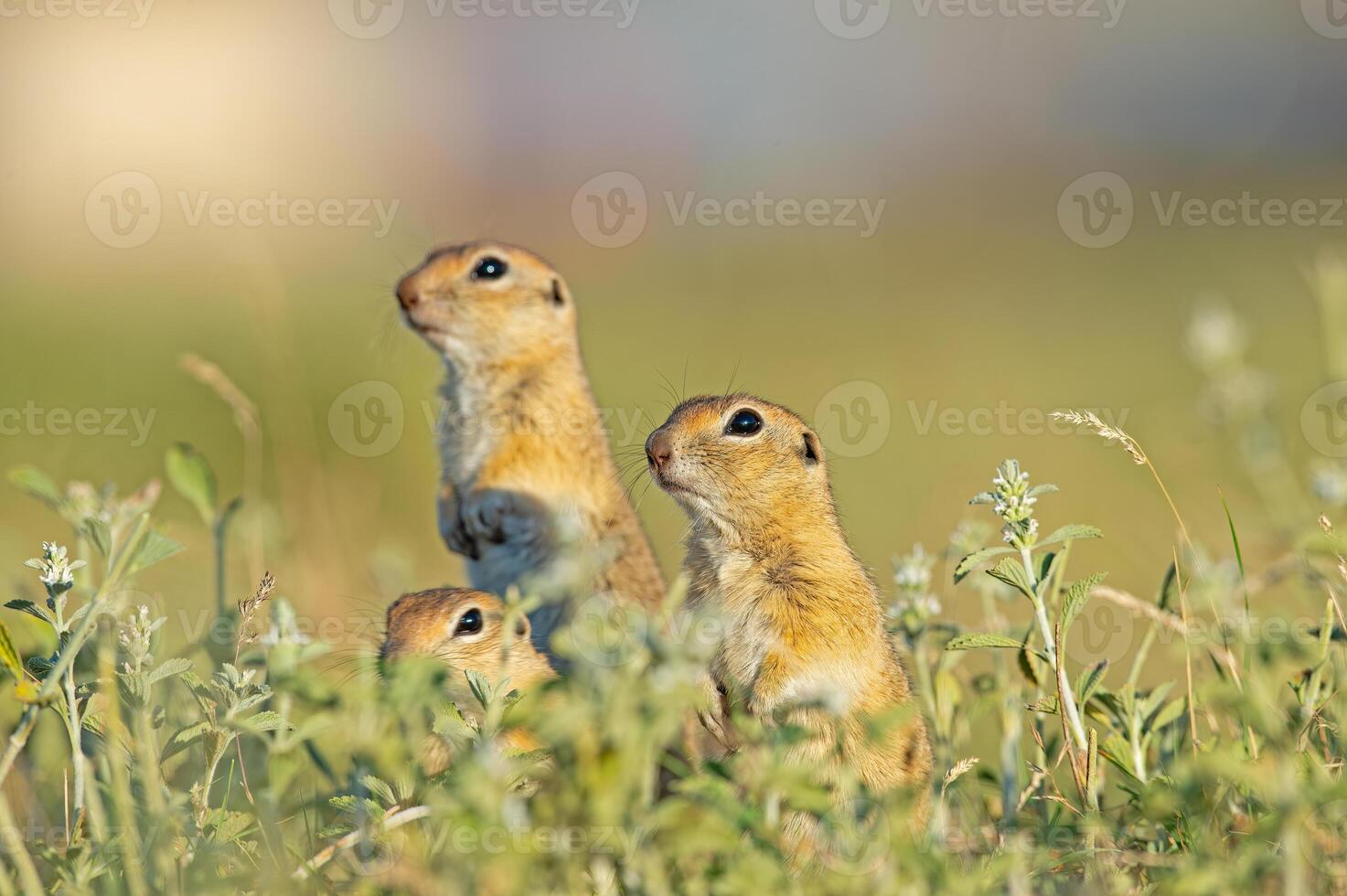 Anatolian Souslik-Ground Squirrel Spermophilus xanthoprymnus family among the grasses. photo