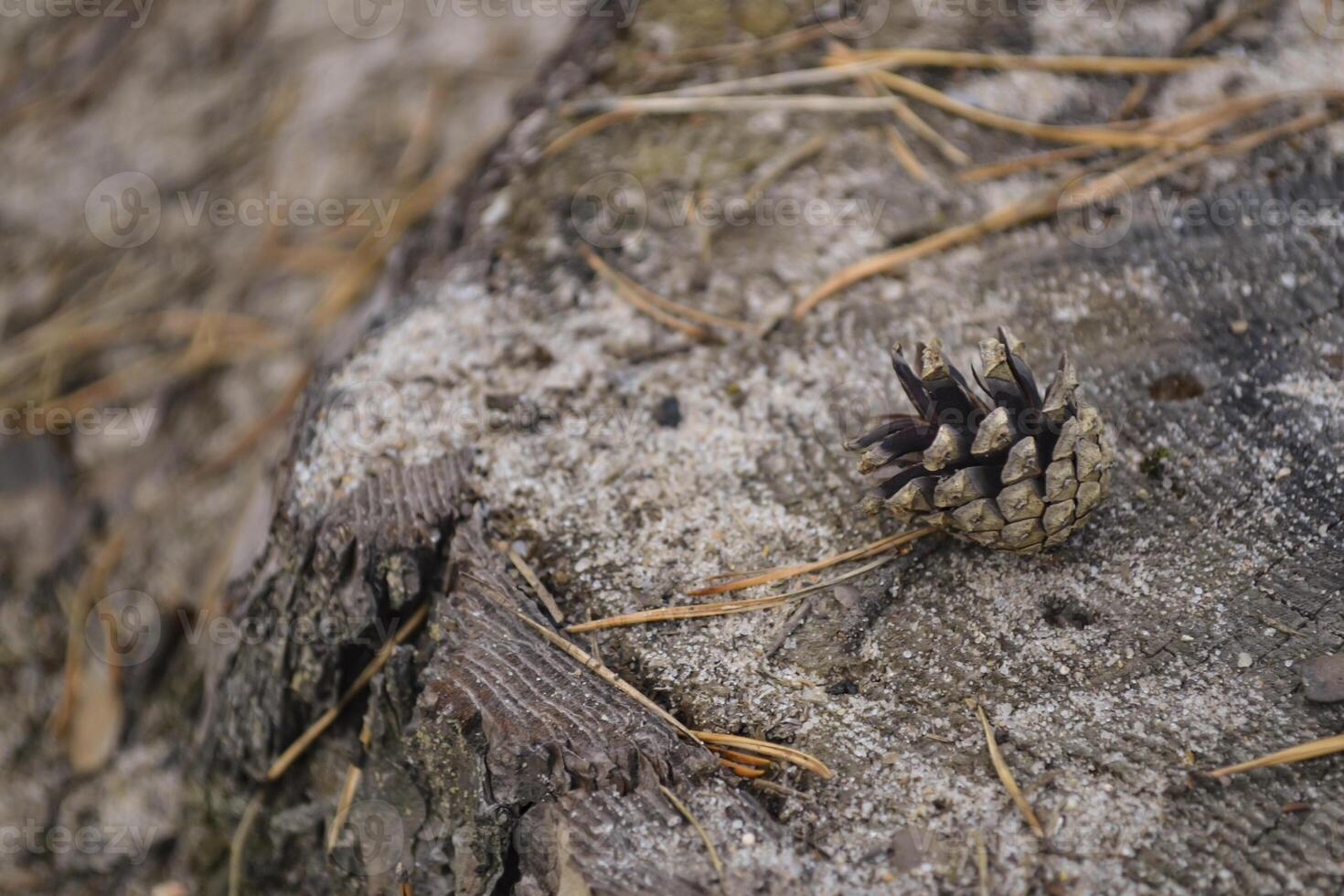 A small cone on a stupm, close up. photo