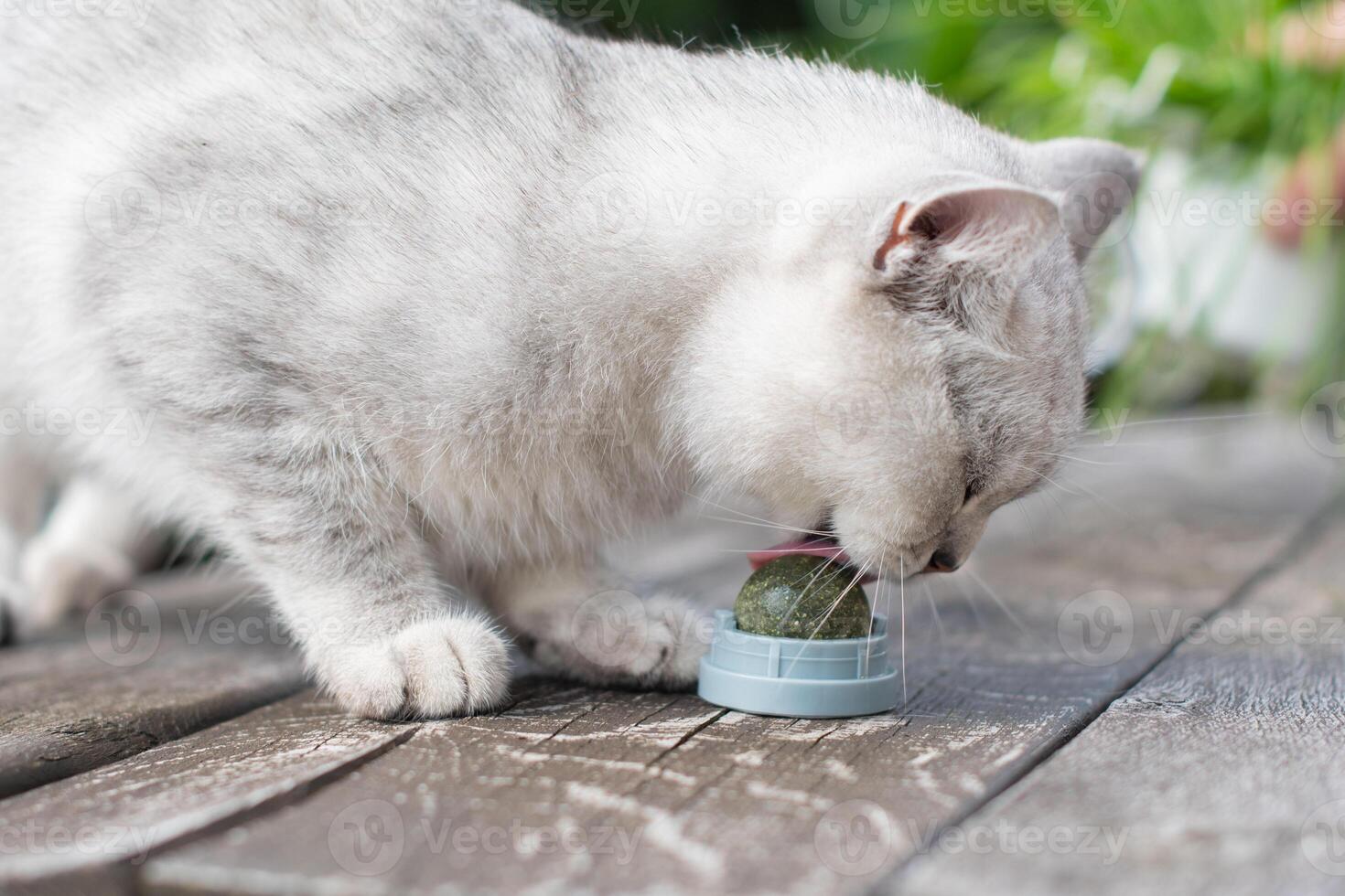 Scottish kitten has fun with a catnip ball toy, Favorite activity of furry pets,exciting toy treat for your beloved pet photo