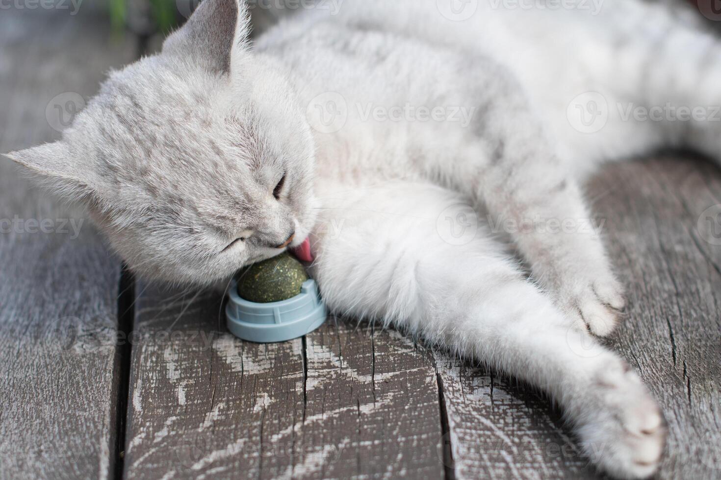 Playful cat has fun with a catnip ball toy, Favorite activity of furry pets, An exciting toy treat for your beloved pet photo
