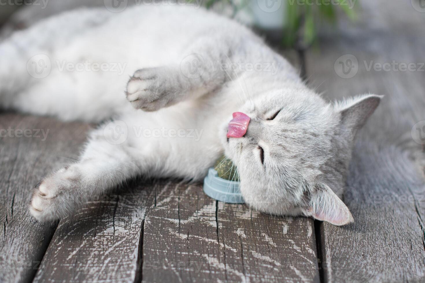 Playful cat has fun with a catnip ball toy, Favorite activity of furry pets, An exciting toy treat for your beloved pet photo