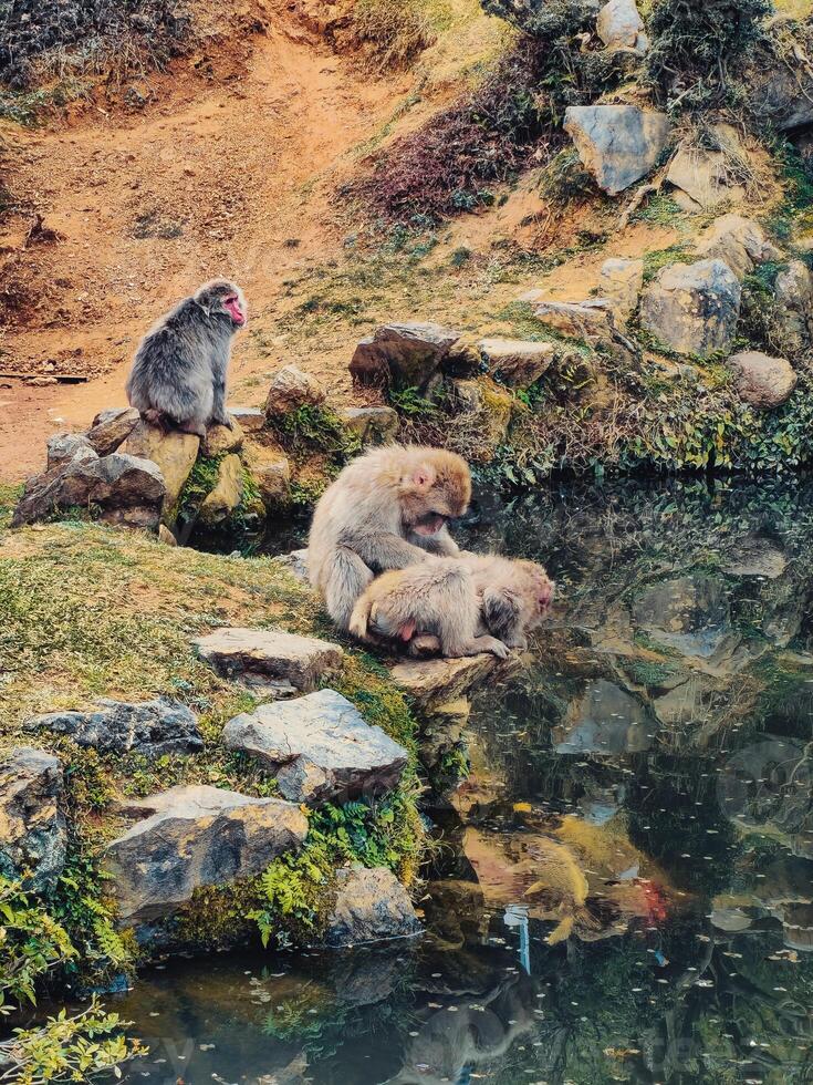 A Group Of Monkeys Anaware Of Tourists photo