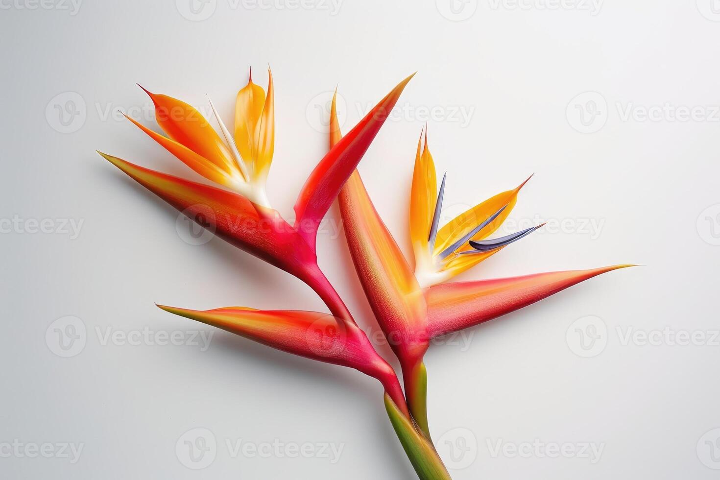 AI generated Heliconia flower strelitizia reginae also known as bird of paradise flower. photo