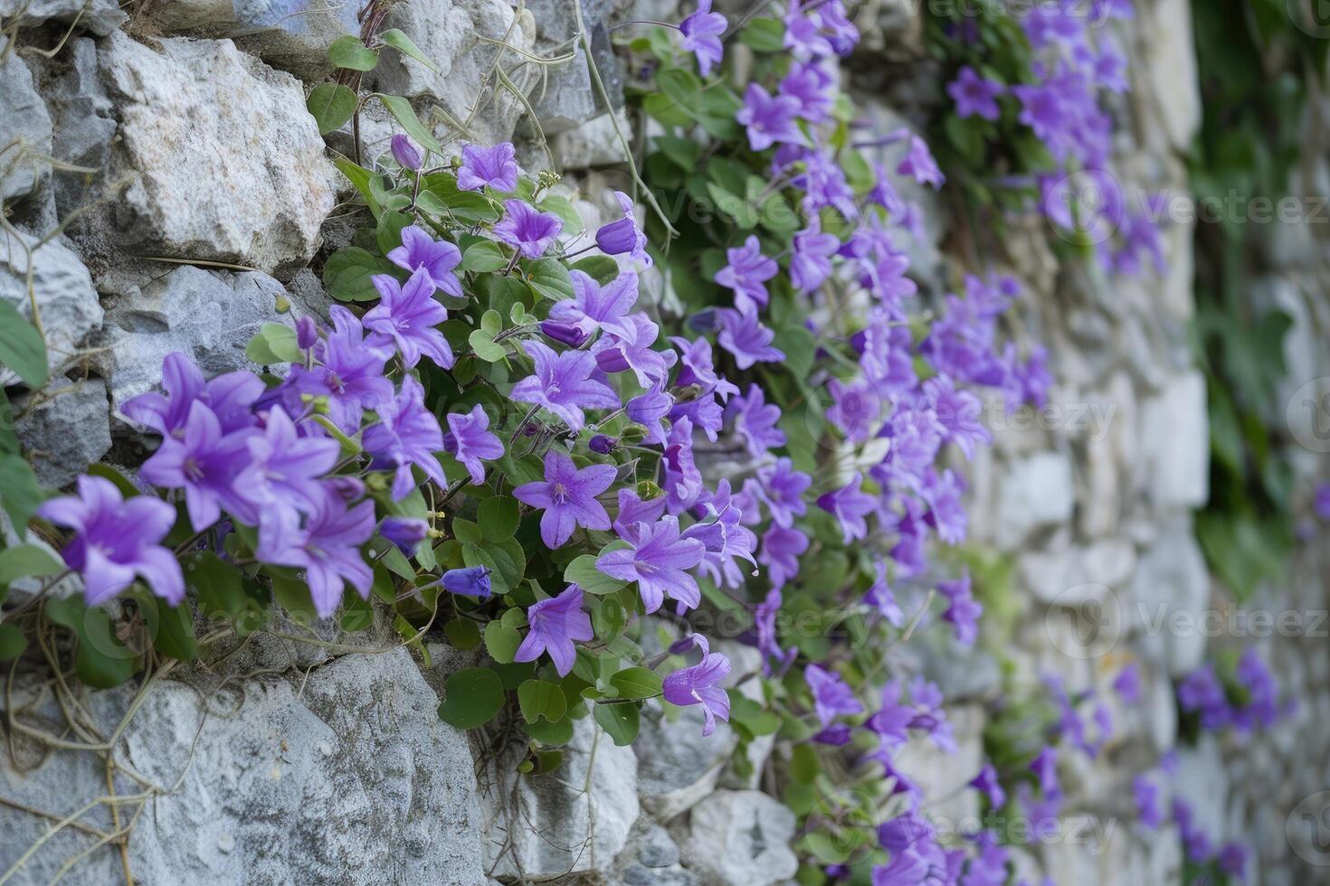 AI generated Flowering wall bellflower Campanula portenschlagiana. photo