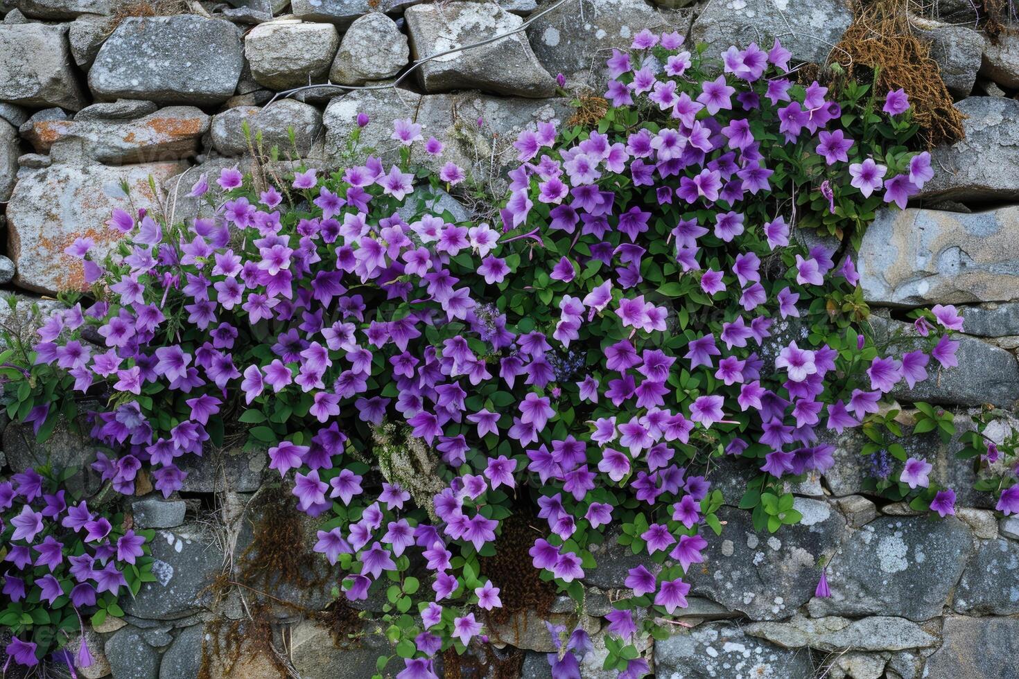 AI generated Flowering wall bellflower Campanula portenschlagiana. photo