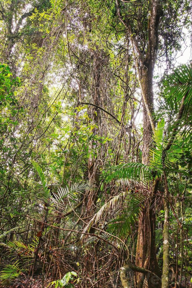 Inside the jungle photo