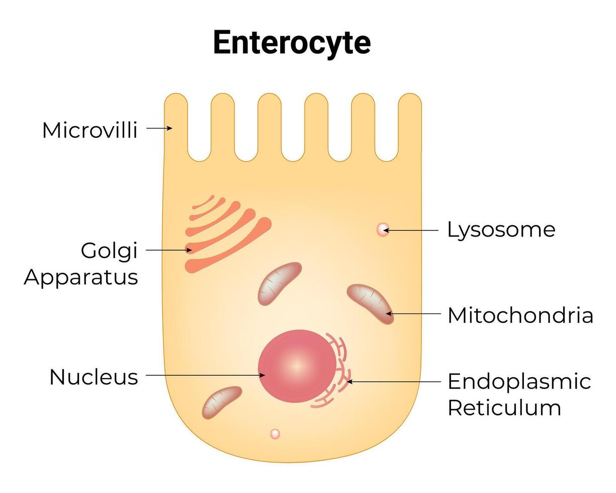 Enterocyte Science Design Vector Illustration Diagram