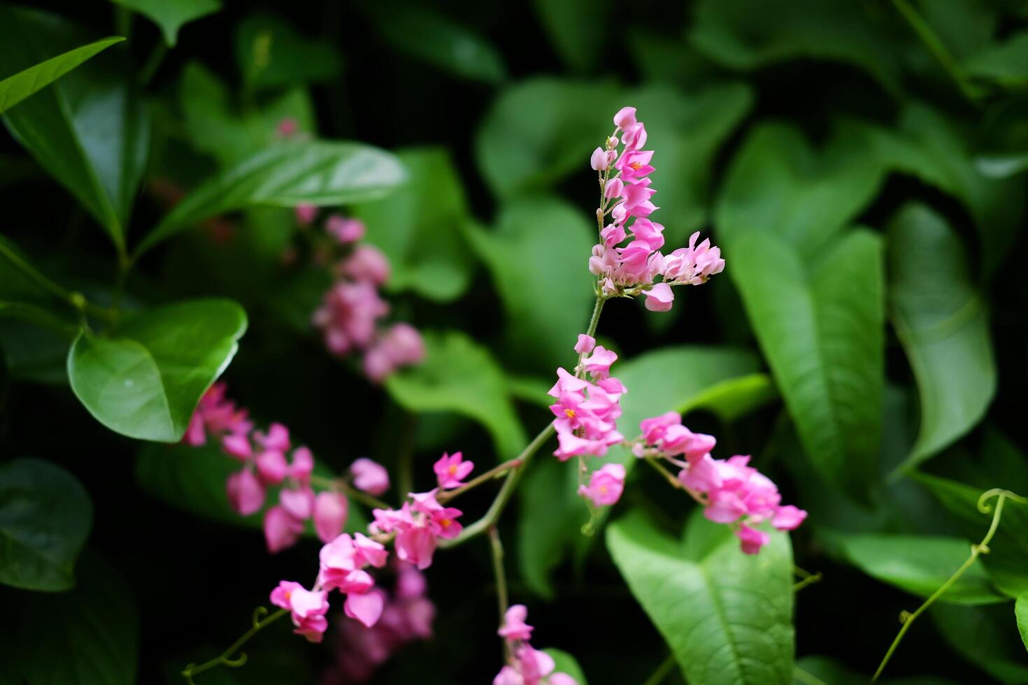 Blooming pink and white Coral bell or Antigonon leptopus flower in tropical garden. Coral Vine, Mexican Creeper, Queen's Wreath, bee bush, Coralita, San Miguelito vine photo