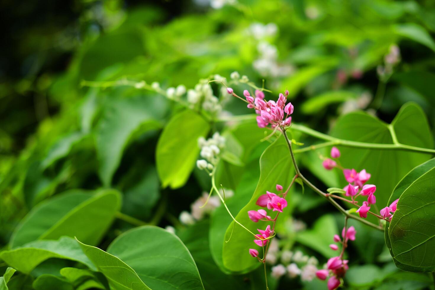 Blooming pink and white Coral bell or Antigonon leptopus flower in tropical garden. Coral Vine, Mexican Creeper, Queen's Wreath, bee bush, Coralita, San Miguelito vine photo