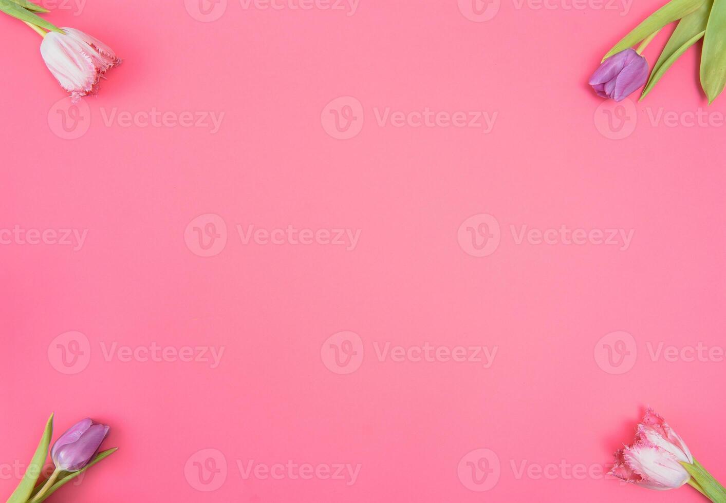 Pink tulips on the pink background. Flat lay, top view. Valentines background. Horizontal,, toned photo