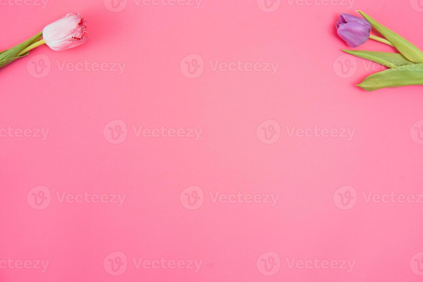 Pink tulips on the pink background. Flat lay, top view. Valentines background. Horizontal,, toned photo