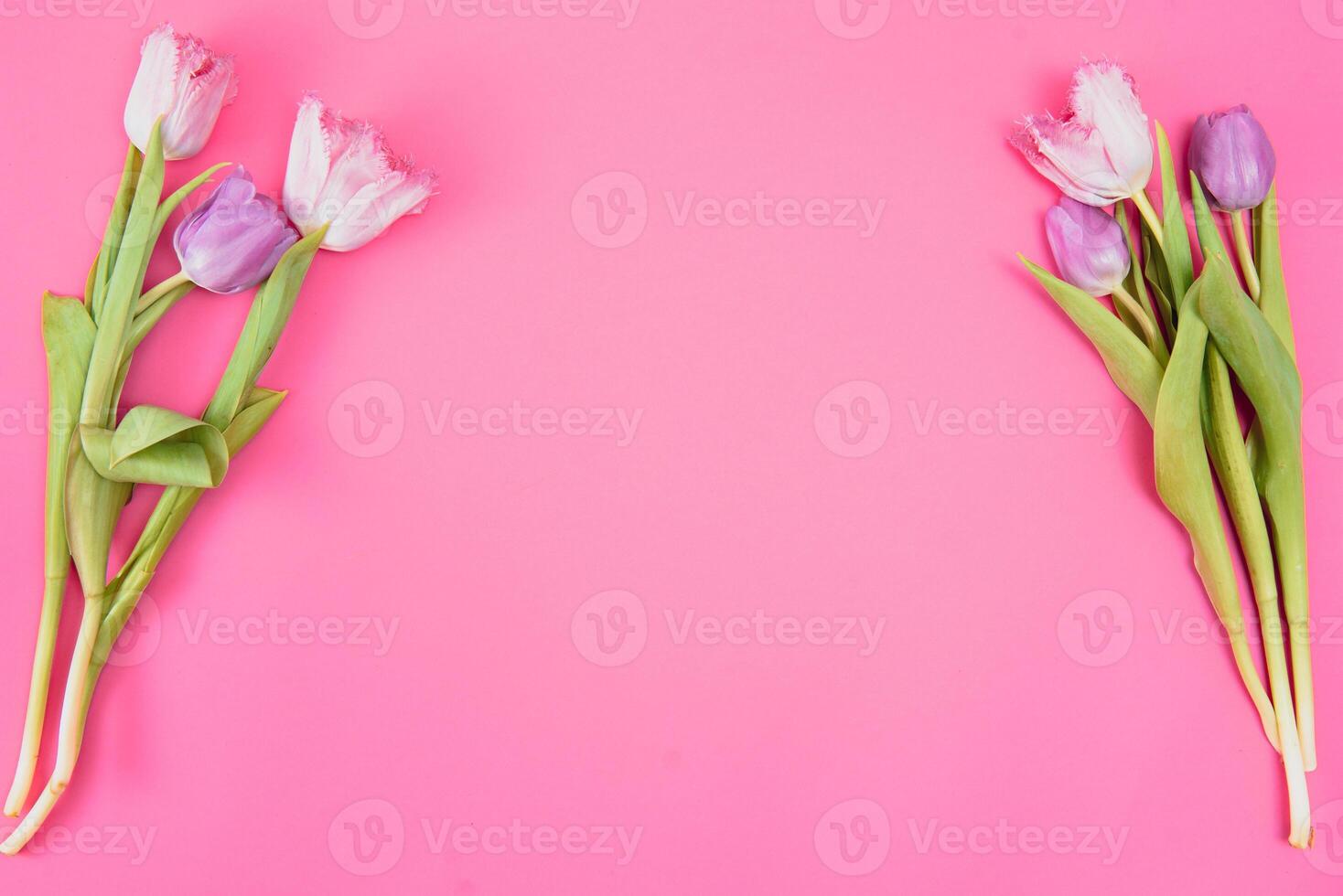 Pink tulips on the pink background. Flat lay, top view. Valentines background. Horizontal,, toned photo