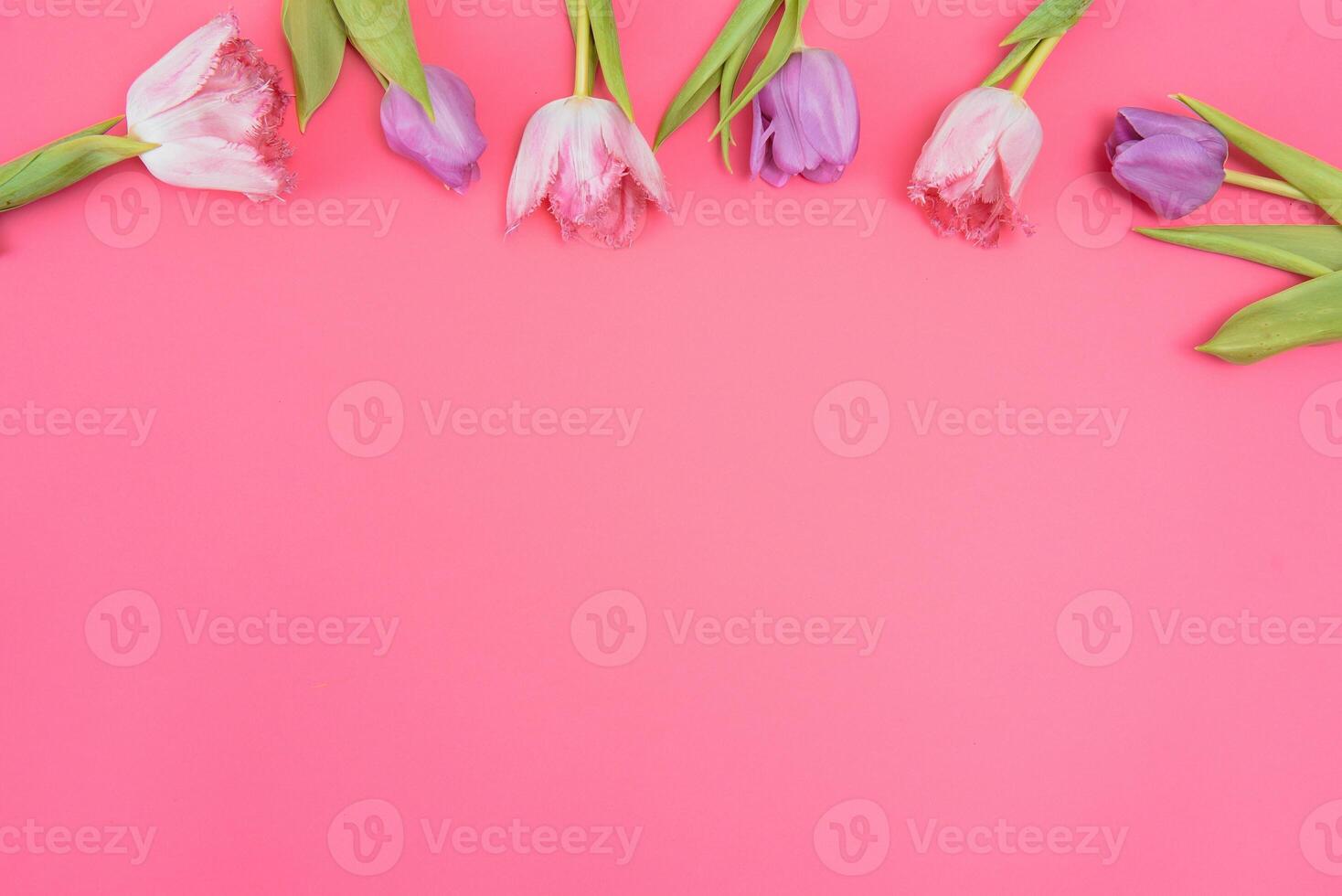Pink tulips on the pink background. Flat lay, top view. Valentines background. Horizontal,, toned photo