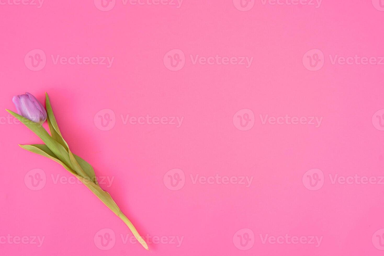 Pink tulips on the pink background. Flat lay, top view. Valentines background. Horizontal,, toned photo