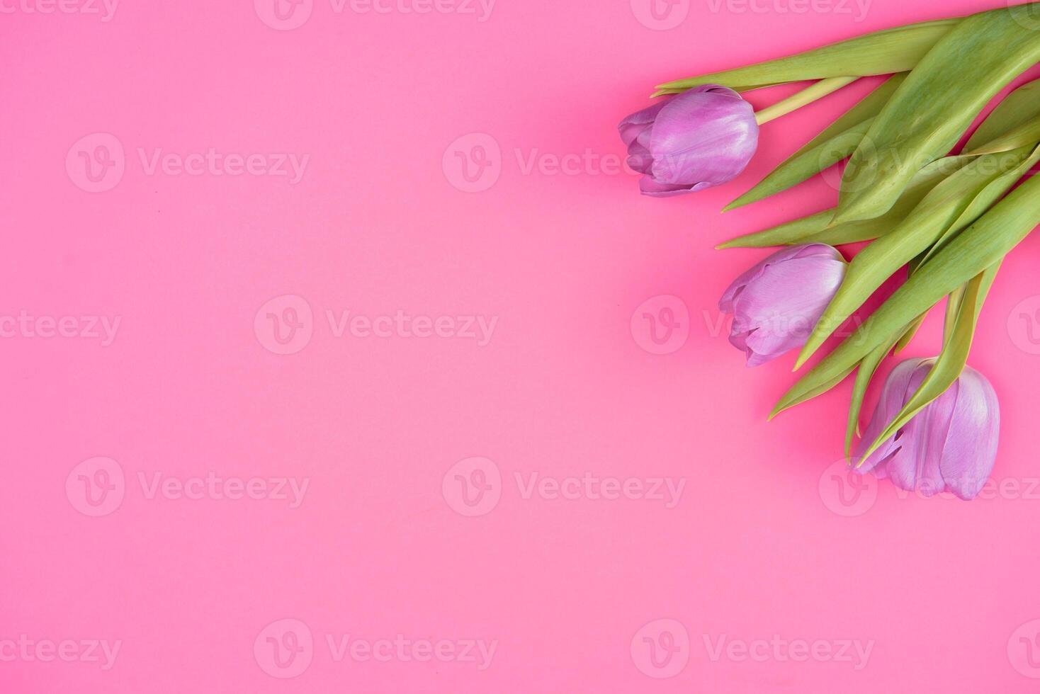 Pink tulips on the pink background. Flat lay, top view. Valentines background. Horizontal,, toned photo