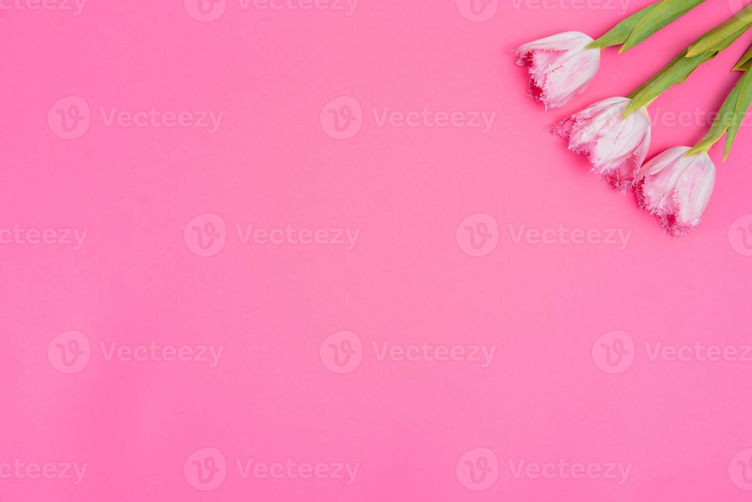 Pink tulips on the pink background. Flat lay, top view. Valentines background. Horizontal,, toned photo