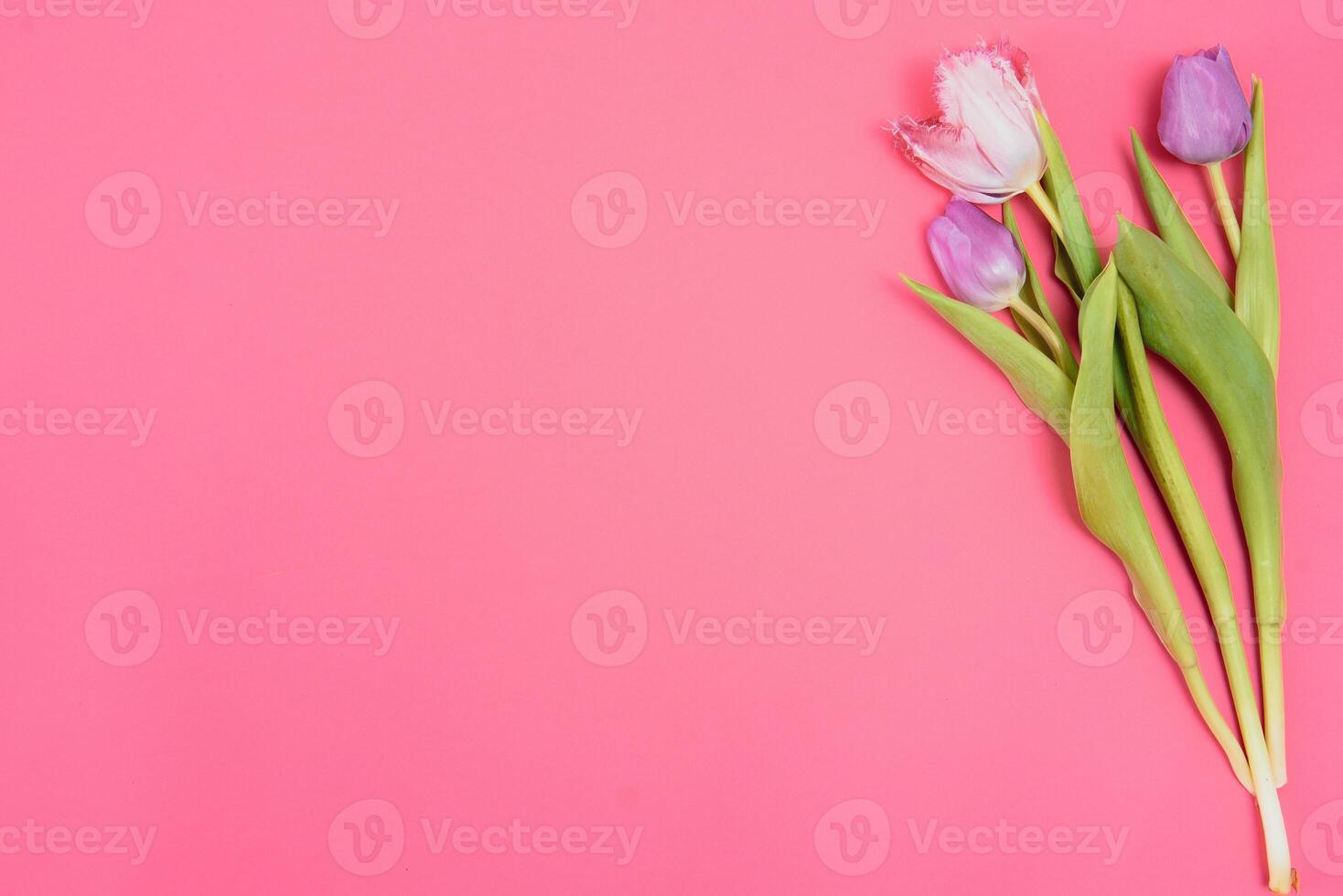 Pink tulips on the pink background. Flat lay, top view. Valentines background. Horizontal,, toned photo