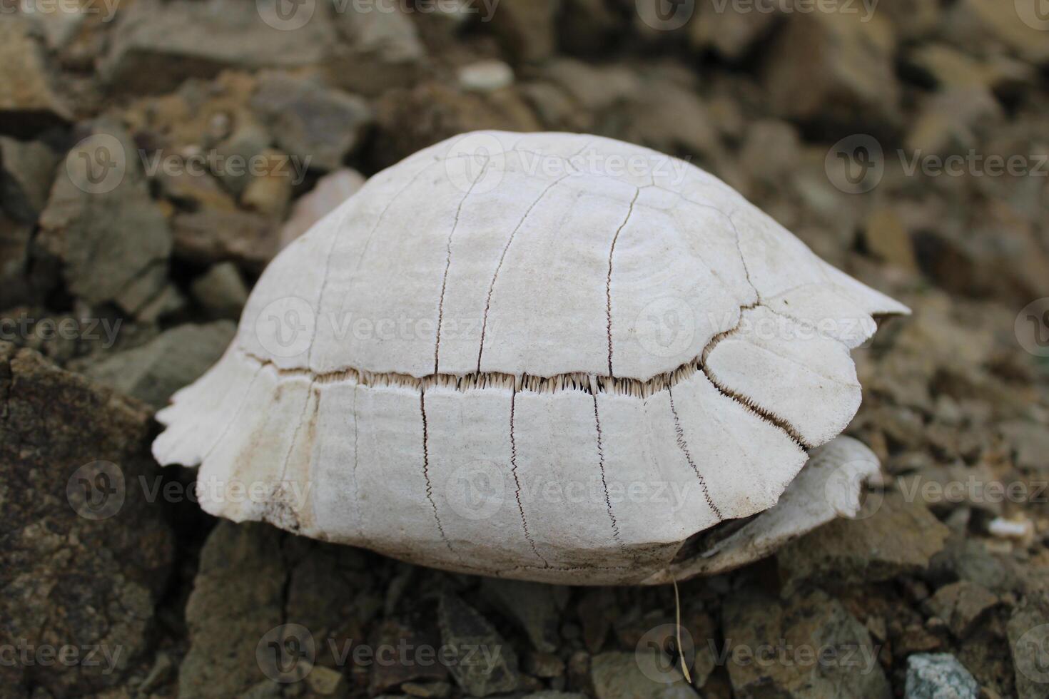 Tortuga fósil. muerto y blanqueado Tortuga esqueleto. foto