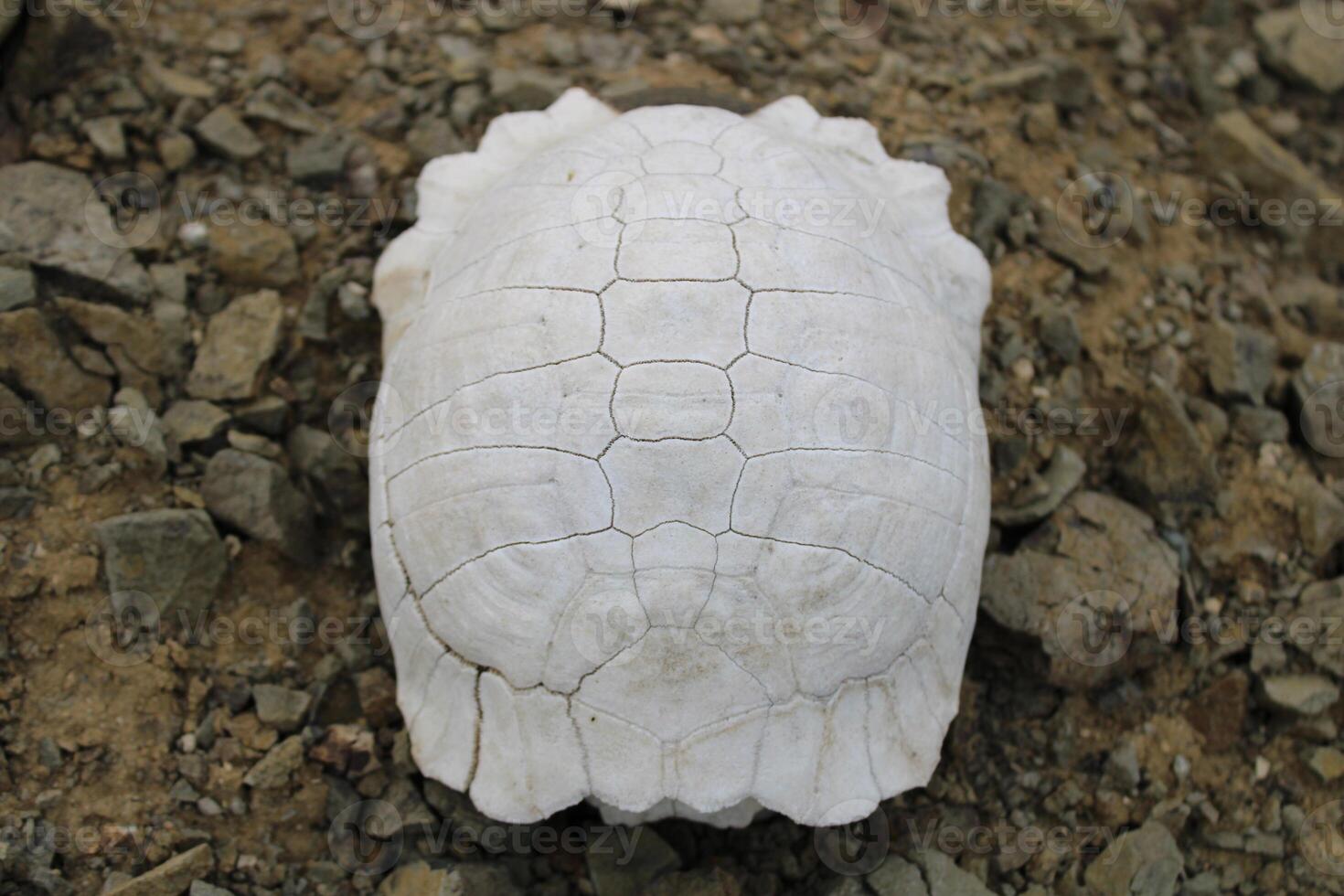 Turtle fossil. Dead and bleached turtle skeleton. photo