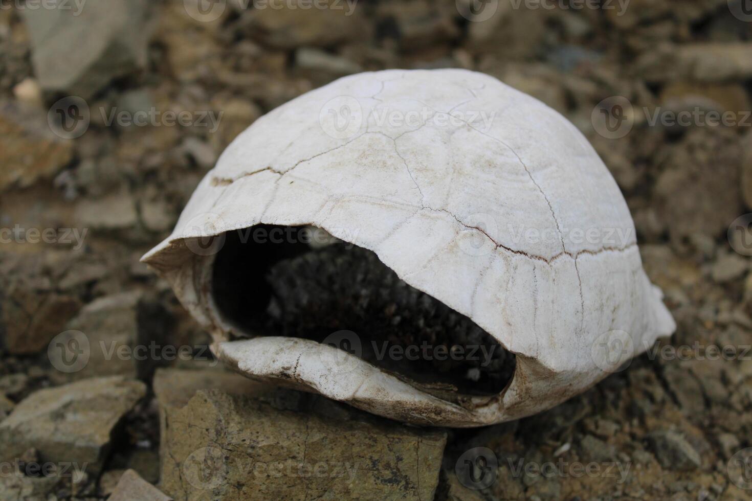 Tortuga fósil. muerto y blanqueado Tortuga esqueleto. foto