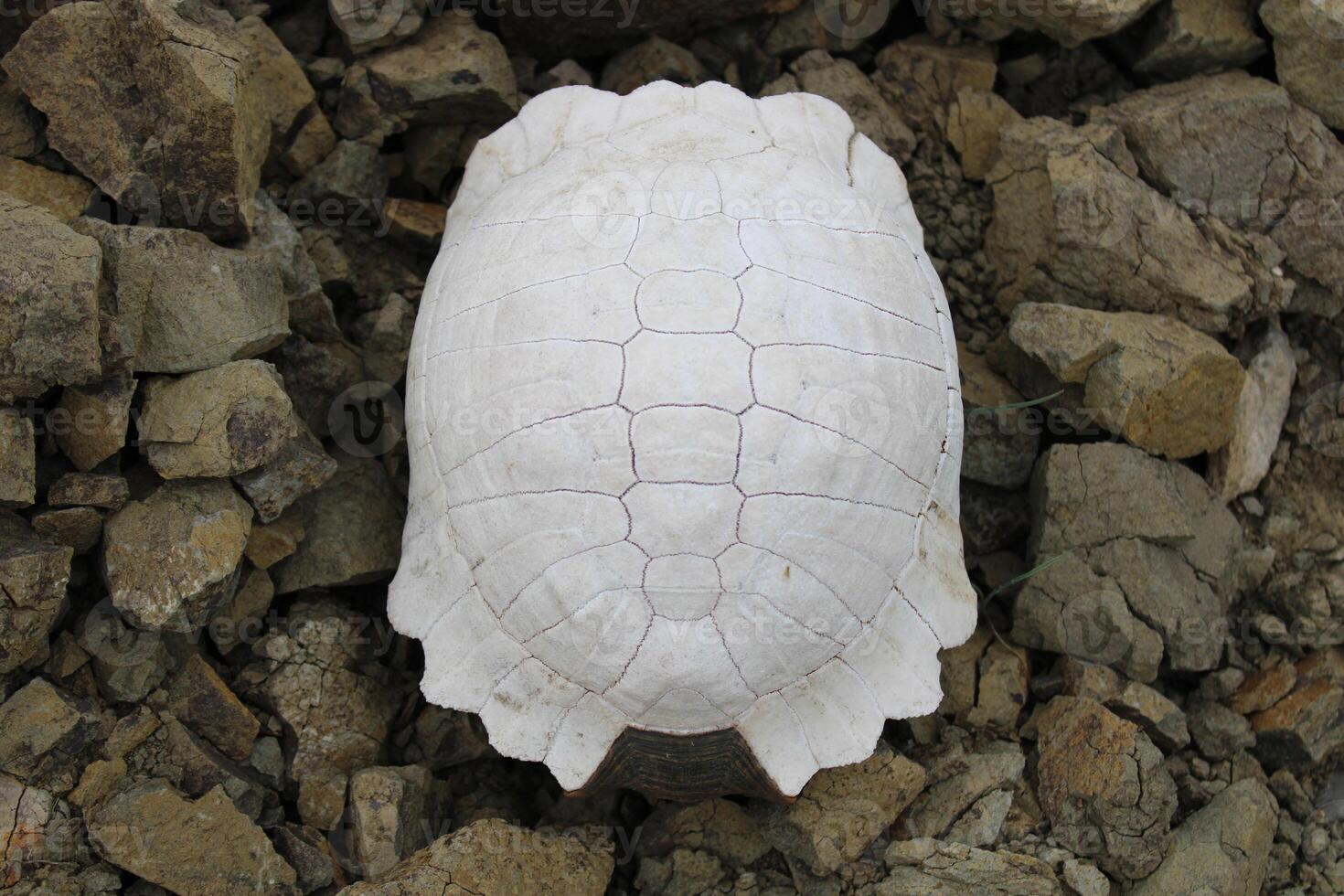 Turtle fossil. Dead and bleached turtle skeleton. photo