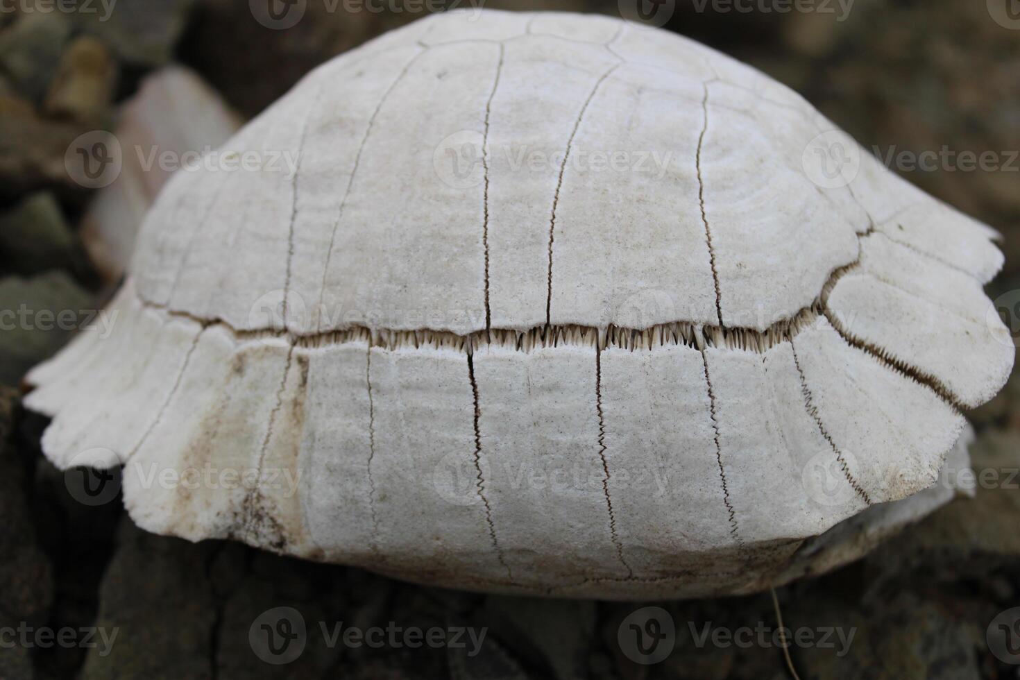 Turtle fossil. Dead and bleached turtle skeleton. photo