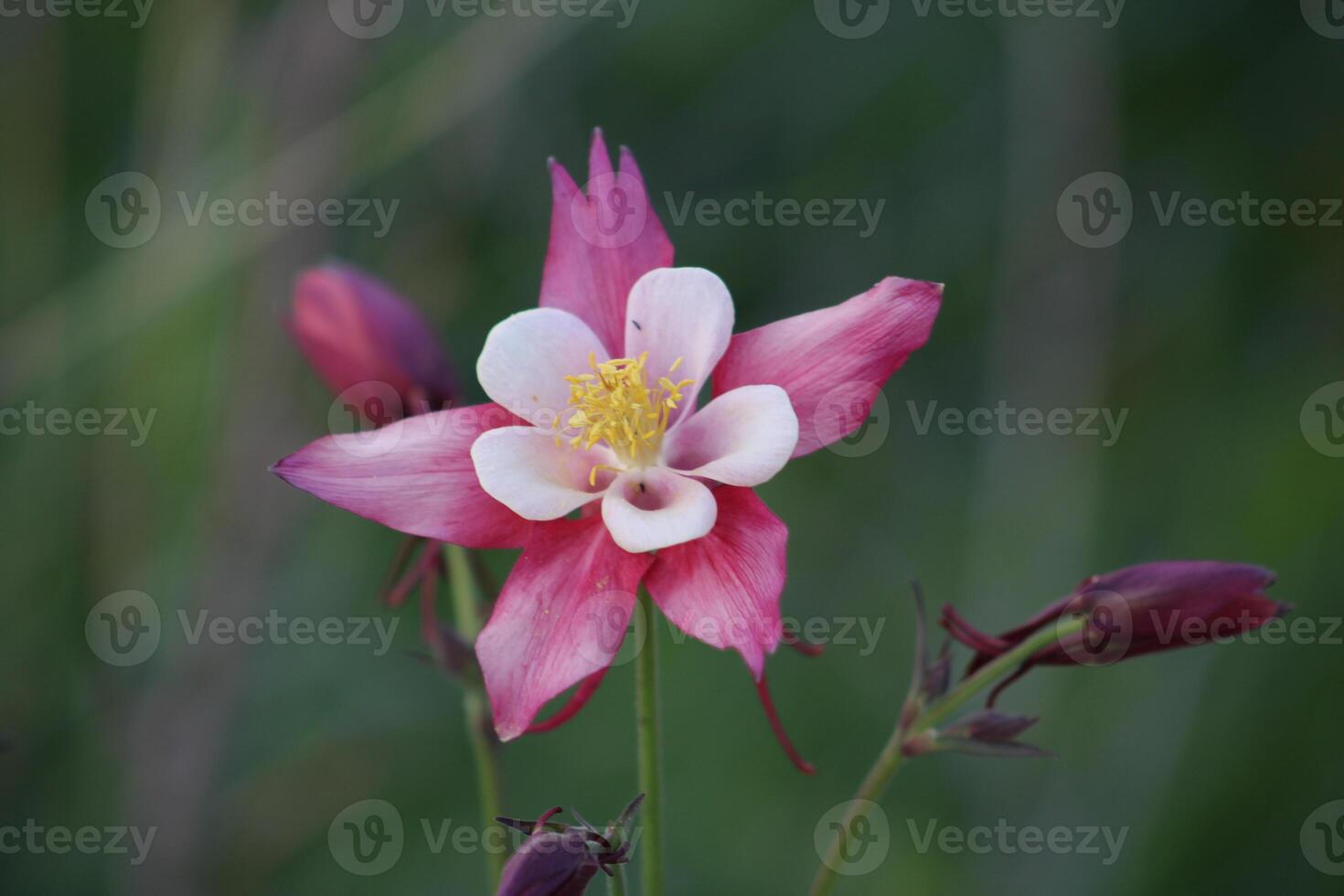 Aquilegia coerulea, the Colorado blue columbine, is a species of flowering plant in the buttercup family Ranunculaceae, photo