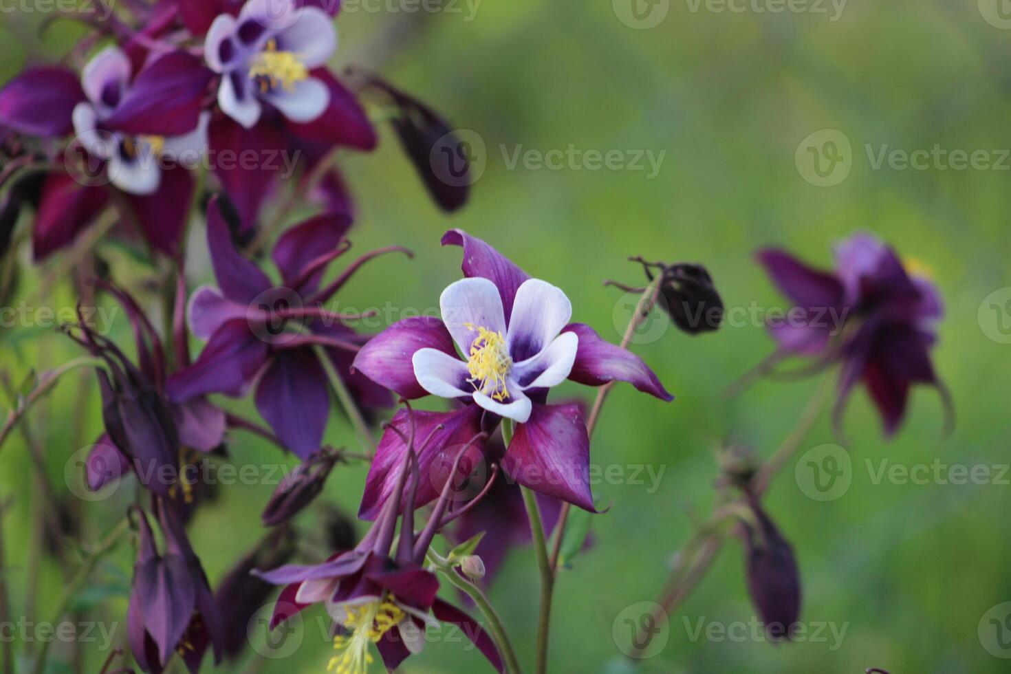 aquilegia coerulea, el Colorado azul aguileña, es un especies de floración planta en el botón de oro familia ranunculáceas, foto