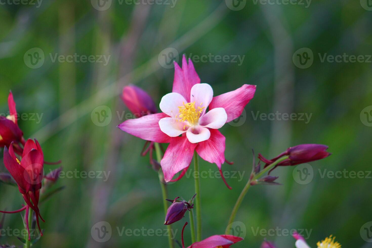 aquilegia coerulea, el Colorado azul aguileña, es un especies de floración planta en el botón de oro familia ranunculáceas, foto